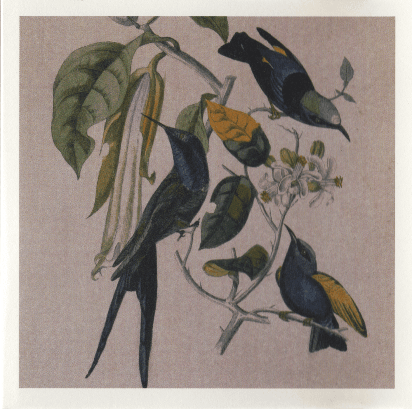 Sakura by Susumu Yokota