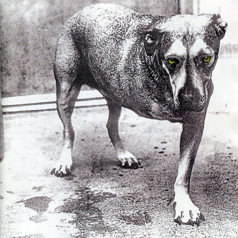 Alice in Chains by Alice in Chains