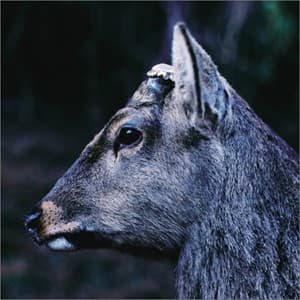 the book about my idle plot on a vague anxiety by toe