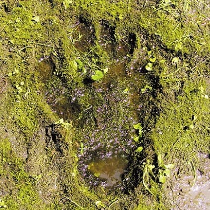 ザ・クロマニヨンズ by ザ・クロマニヨンズ