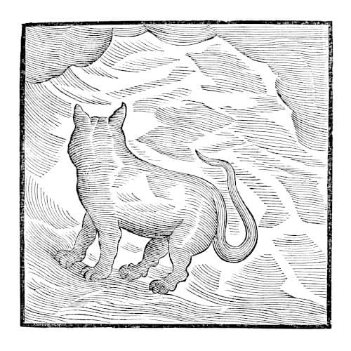 Kansai Bruises by Valentina Magaletti